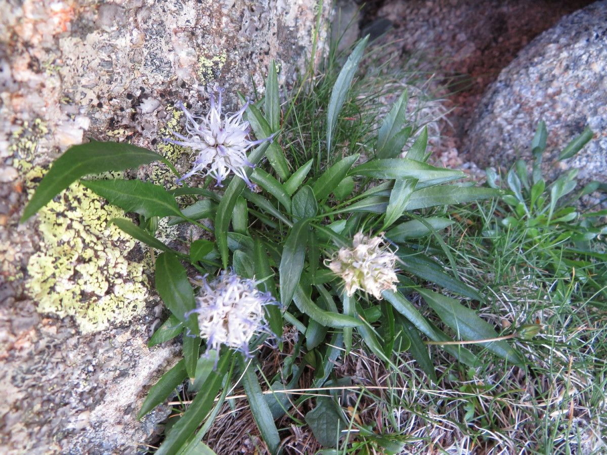 Phyteuma serratum habit