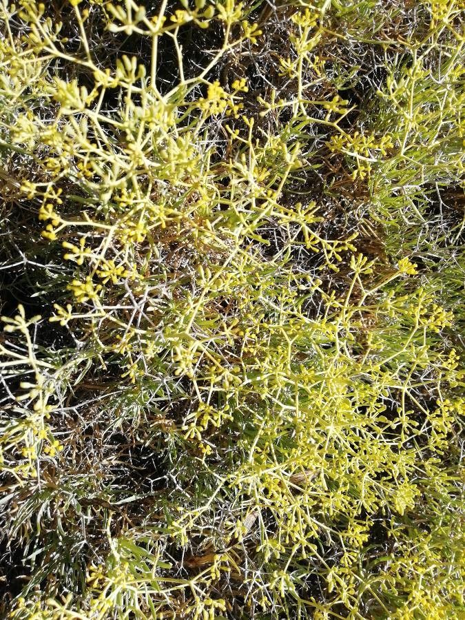 Batis maritima flower