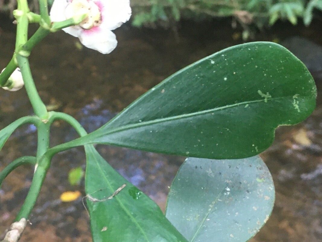 Clusia croatii — search result for 'Clusia'