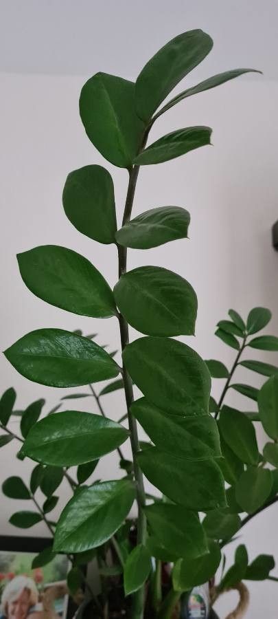 Zamia angustifolia — search result for 'Bahamas'