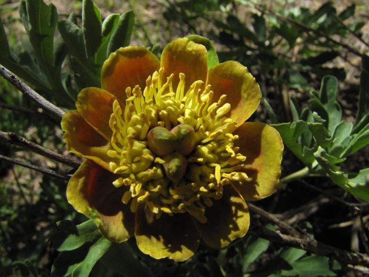 Paeonia brownii flower