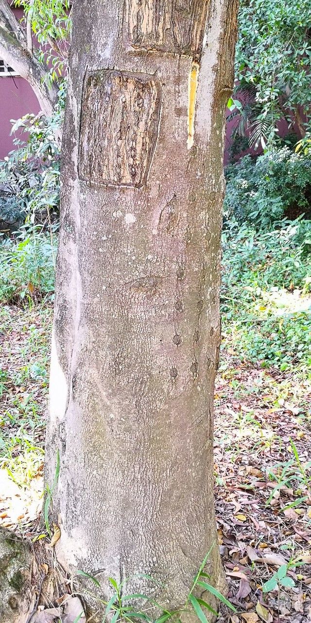 Aquilaria sinensis bark