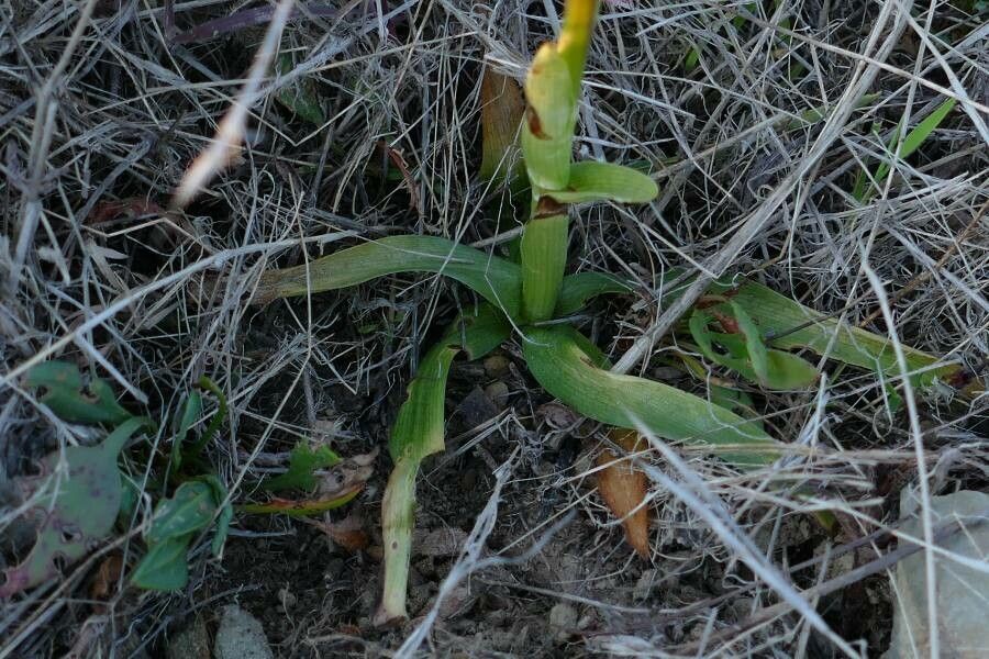 Anacamptis picta — search result for 'Anacamptis'