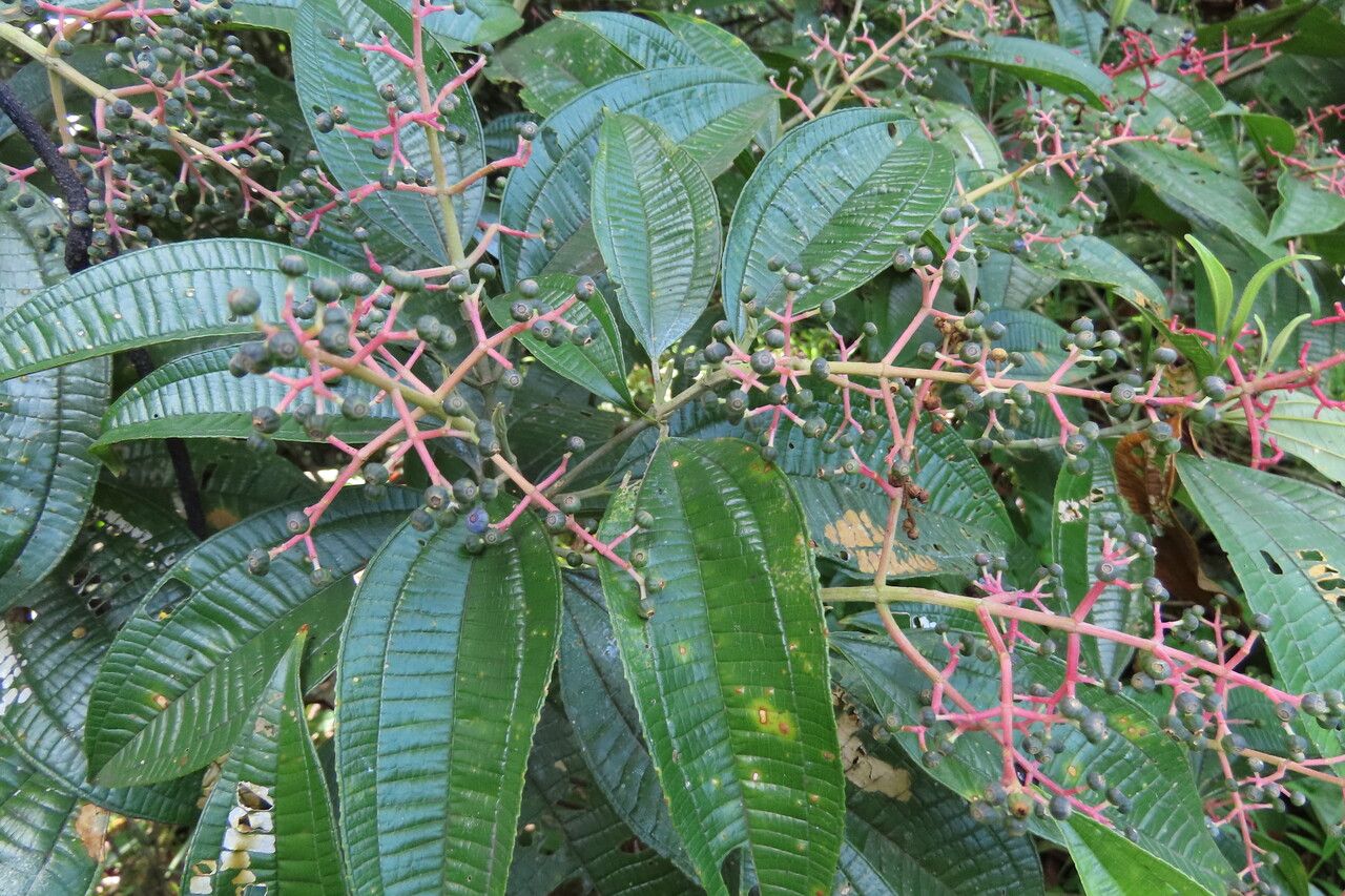 Miconia affinis — related species from the same genus