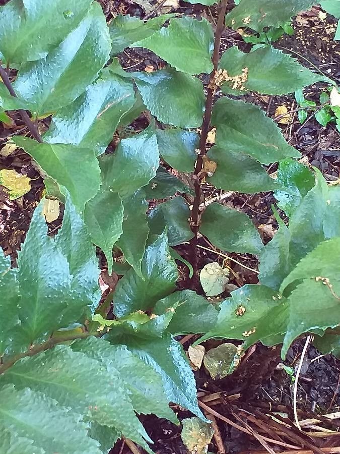 Cyrtomium tukusicola leaf