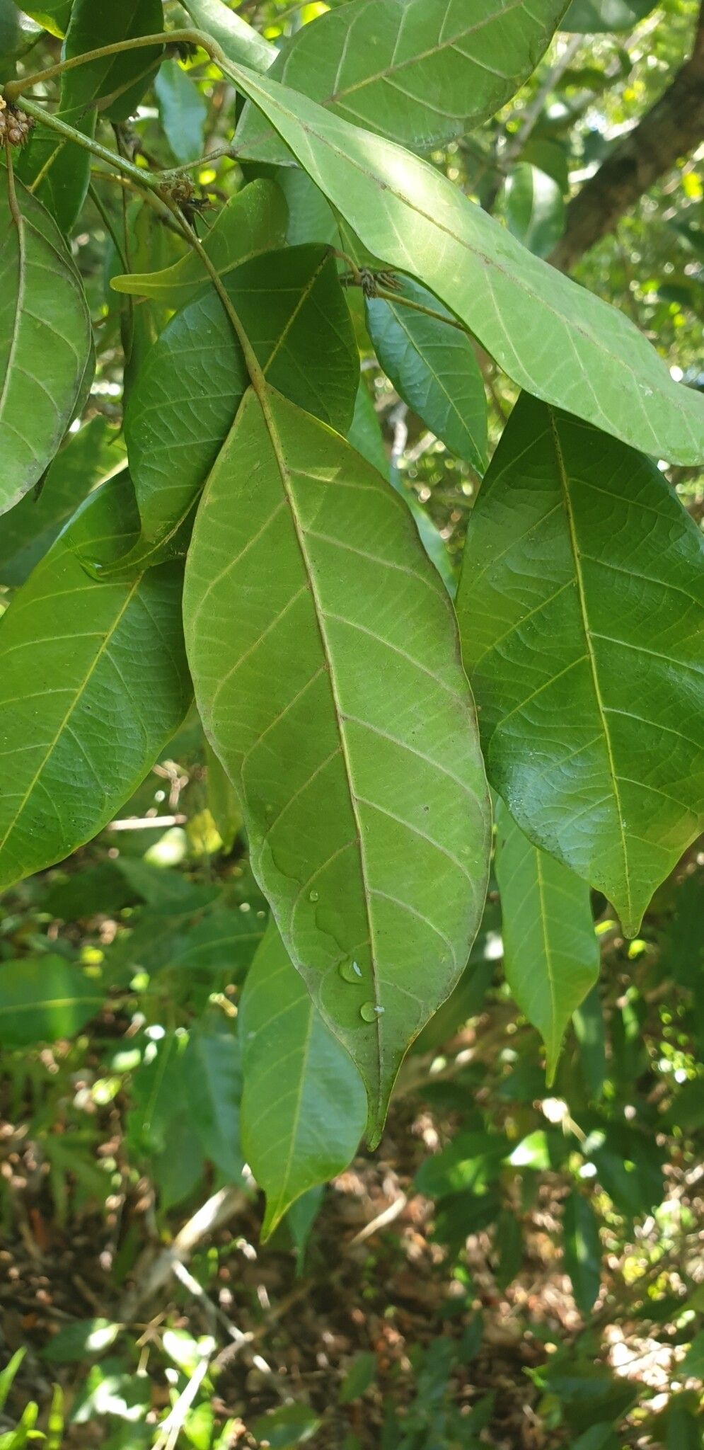 Hancea spinulosa leaf