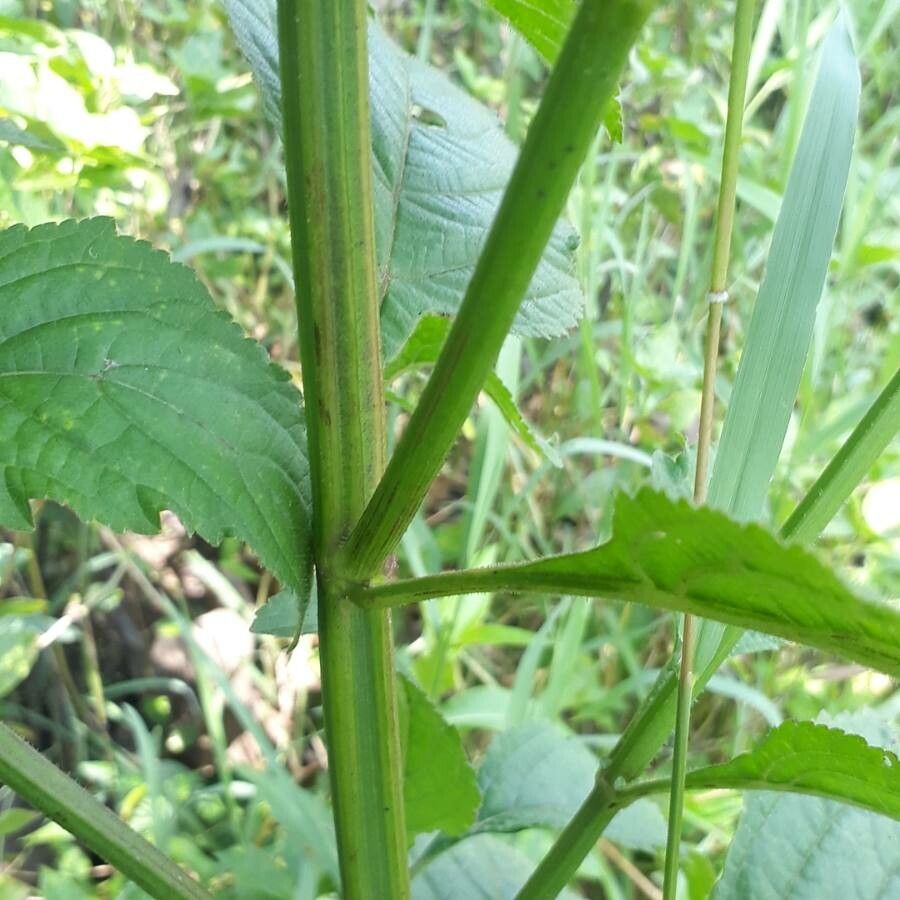 Hyptis capitata bark