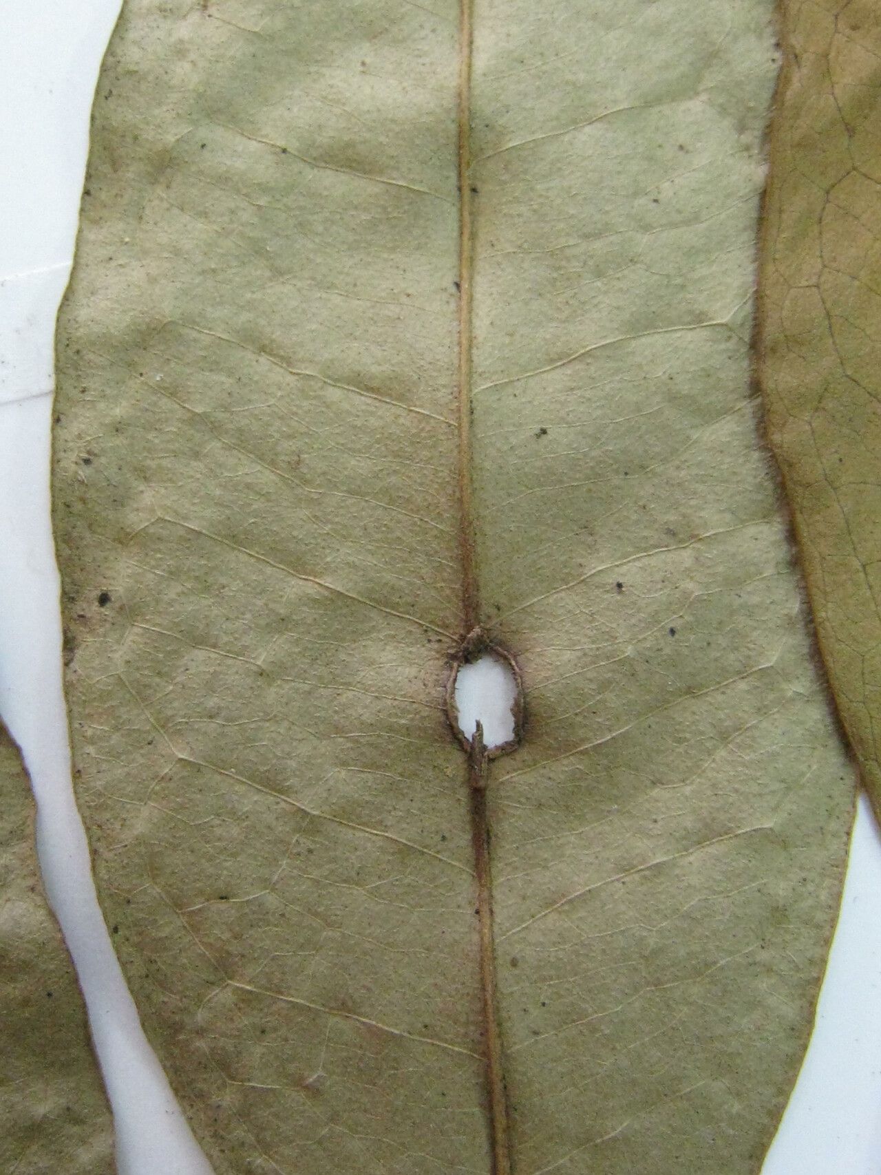 Anaxagorea prinoides — search result for 'Anaxagorea'