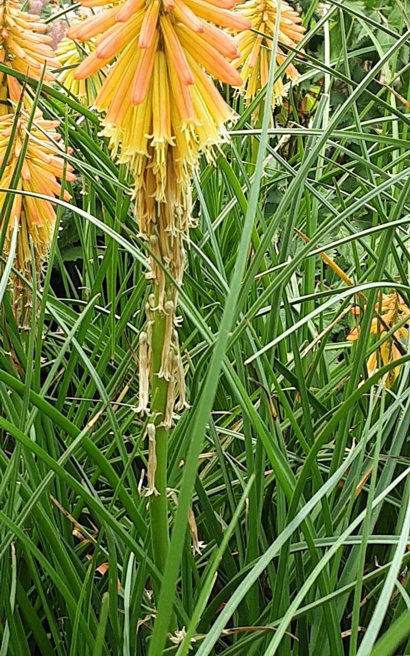 Kniphofia × praecox habit