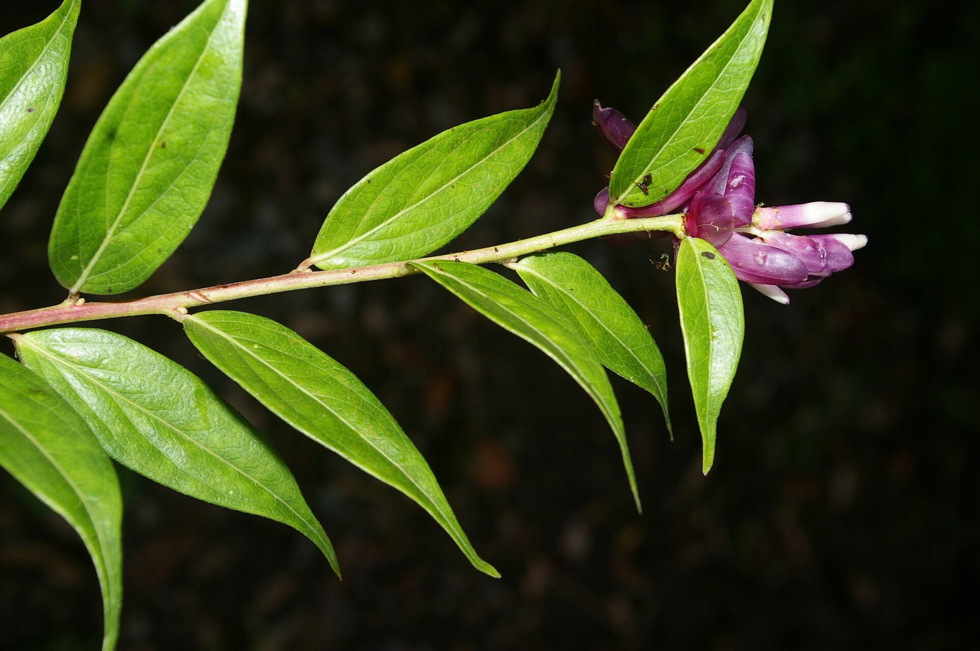Cavendishia endresii habit