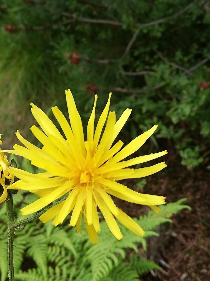 Crepis sibirica flower