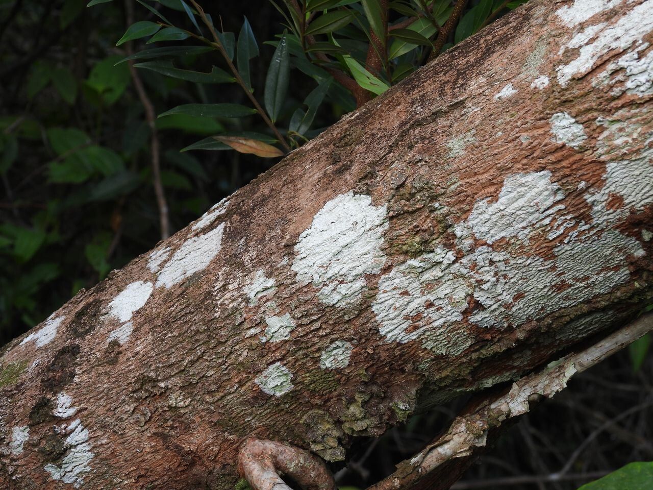 Xylopia discreta bark