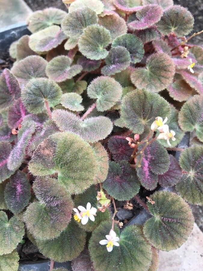 Begonia hoehneana flower