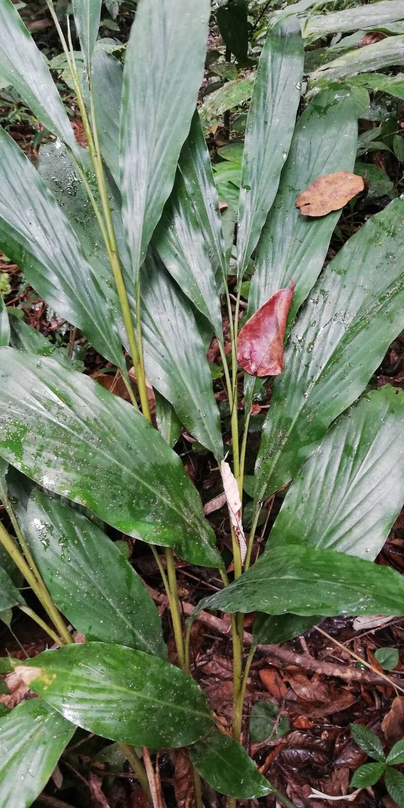 Aframomum arundinaceum leaf