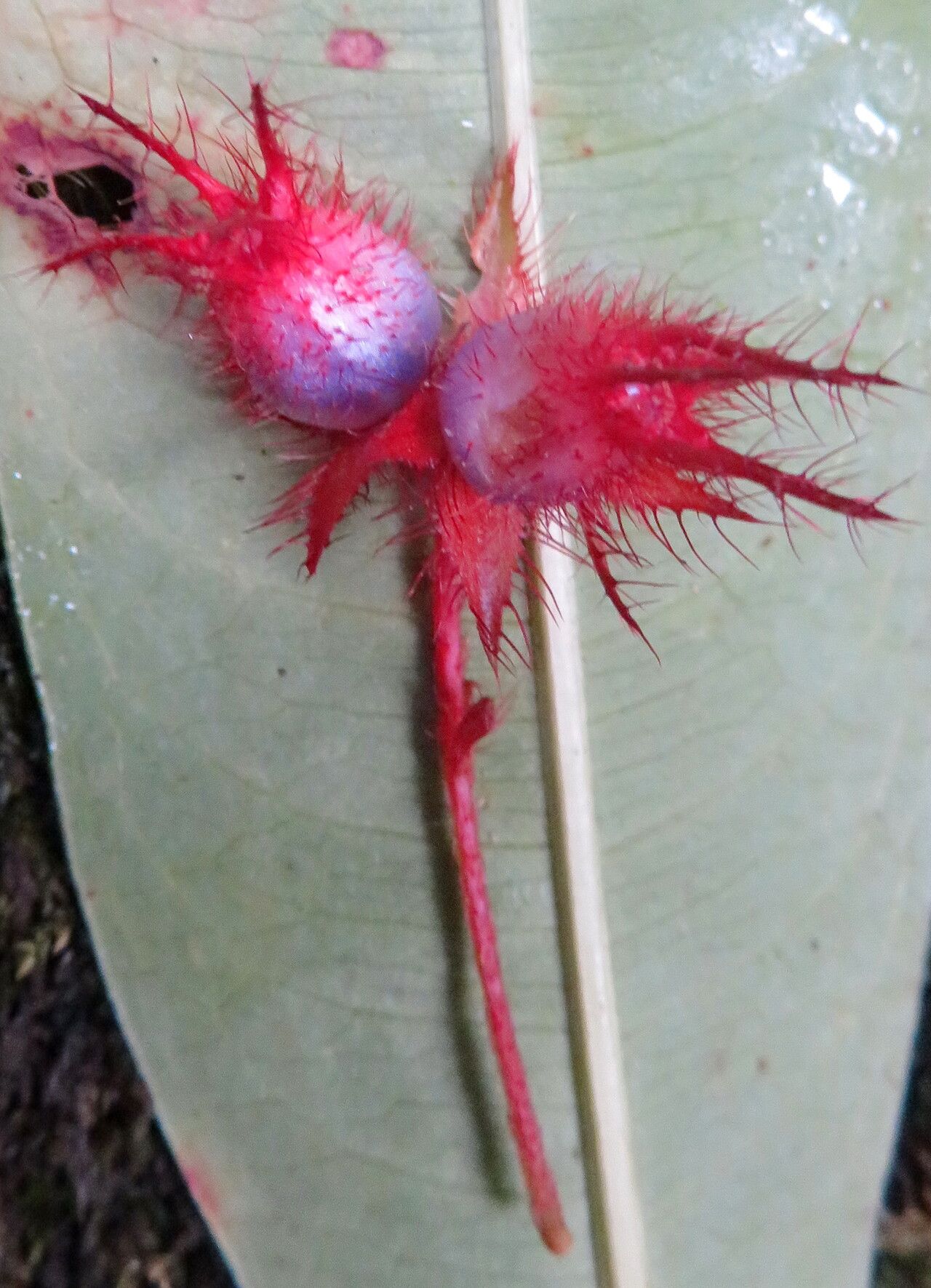 Miconia blepharodes fruit