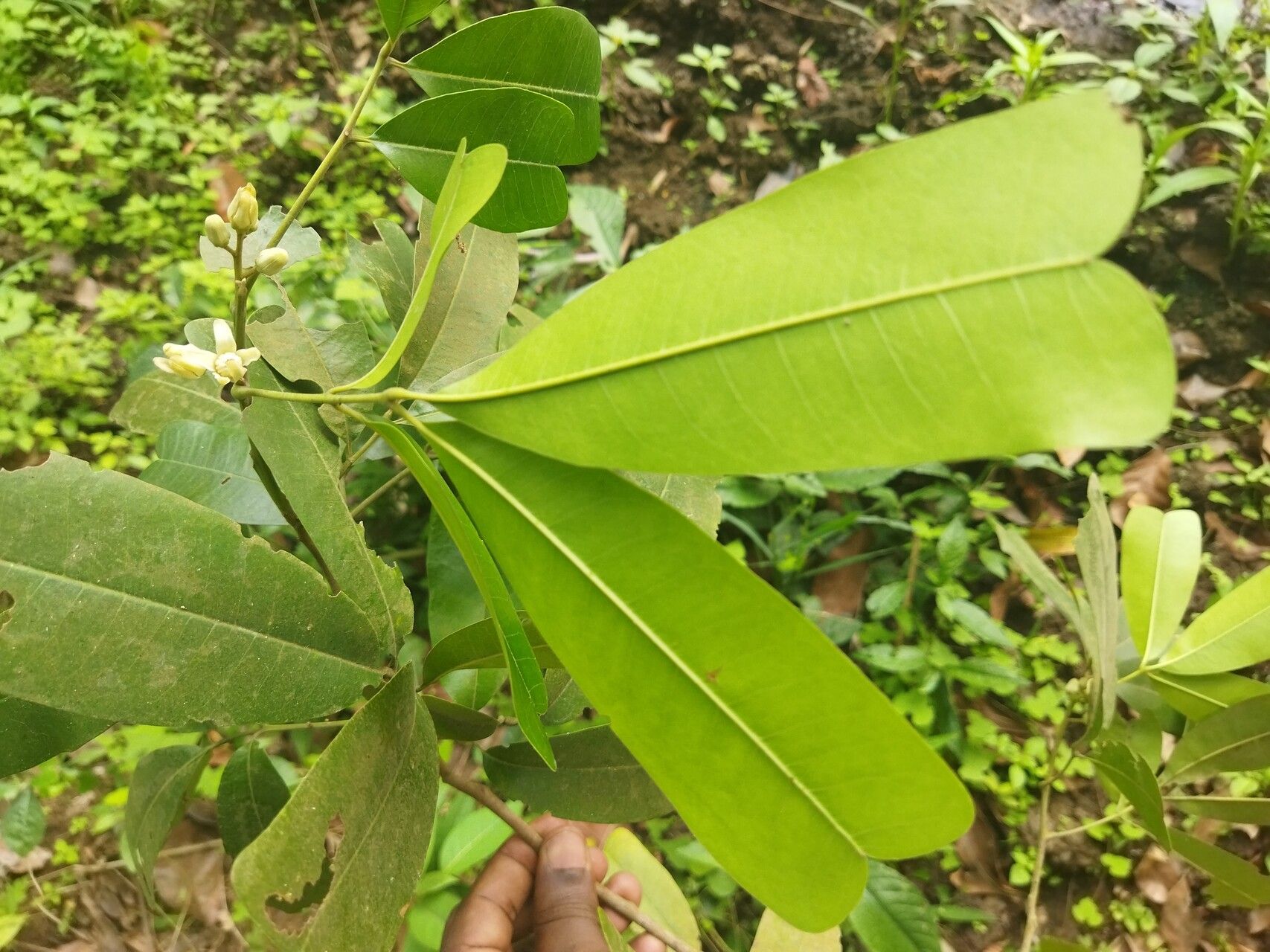 Trichilia retusa leaf