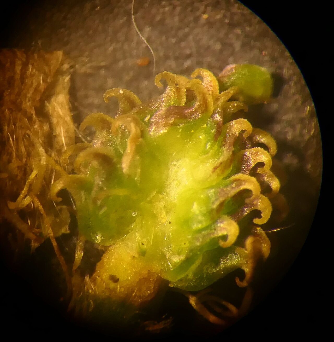 Ranunculus ruscinonensis fruit