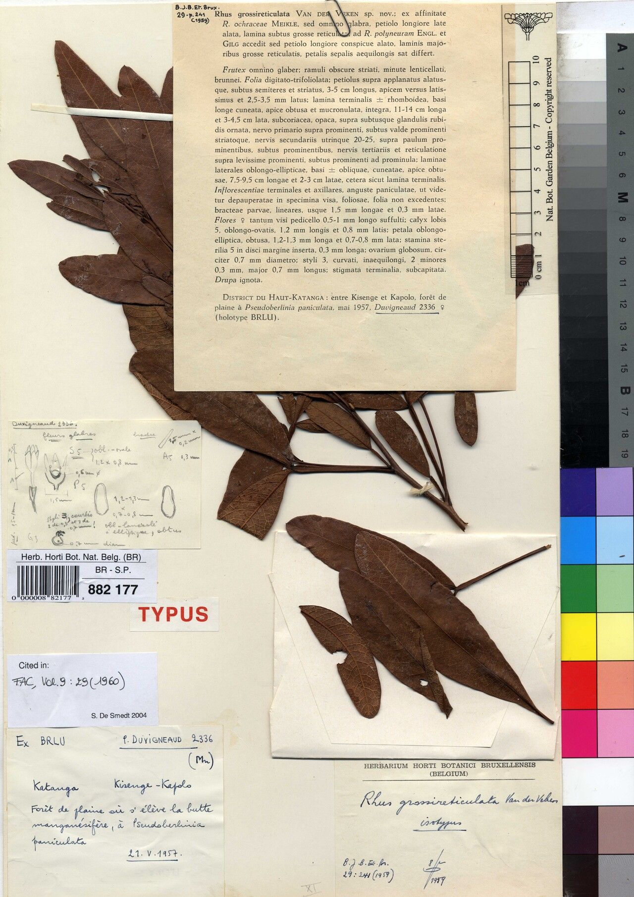 Searsia grossireticulata — houseplant care guide