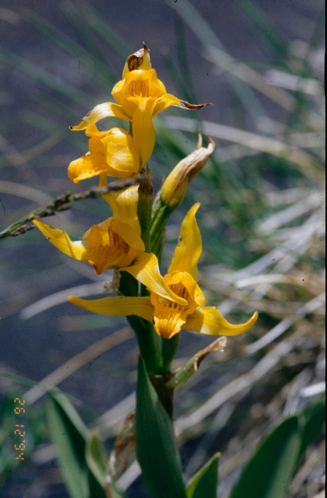 Chloraea alpina flower