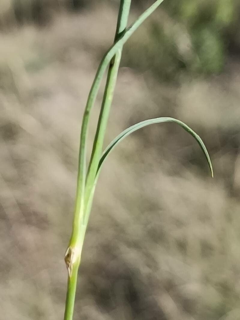 Dianthus longicaulis — houseplant care guide