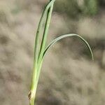 Dianthus longicaulis