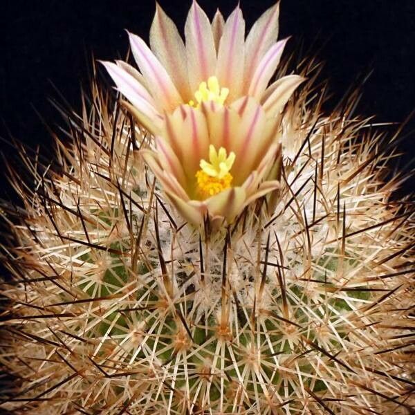 Rapicactus beguinii flower