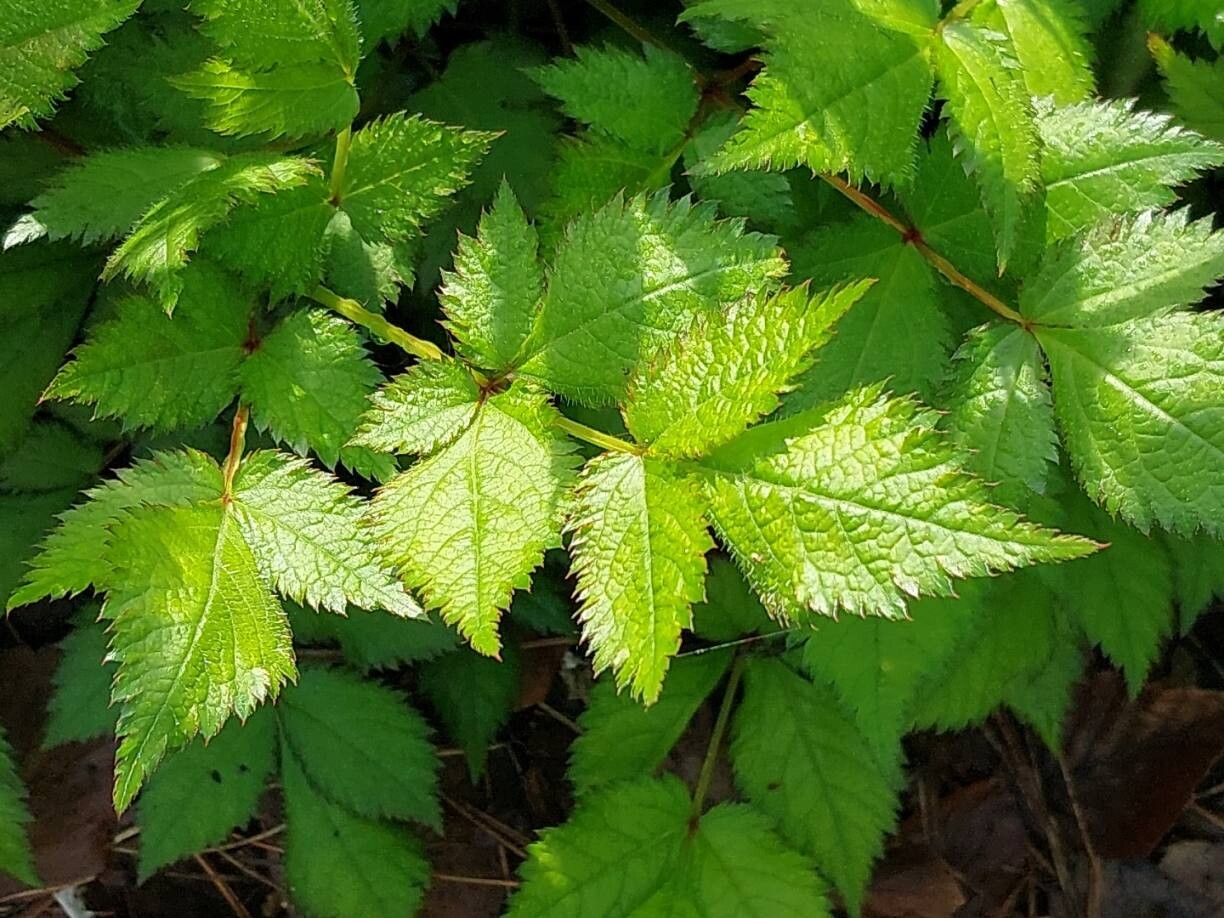 Astilbe macroflora leaf
