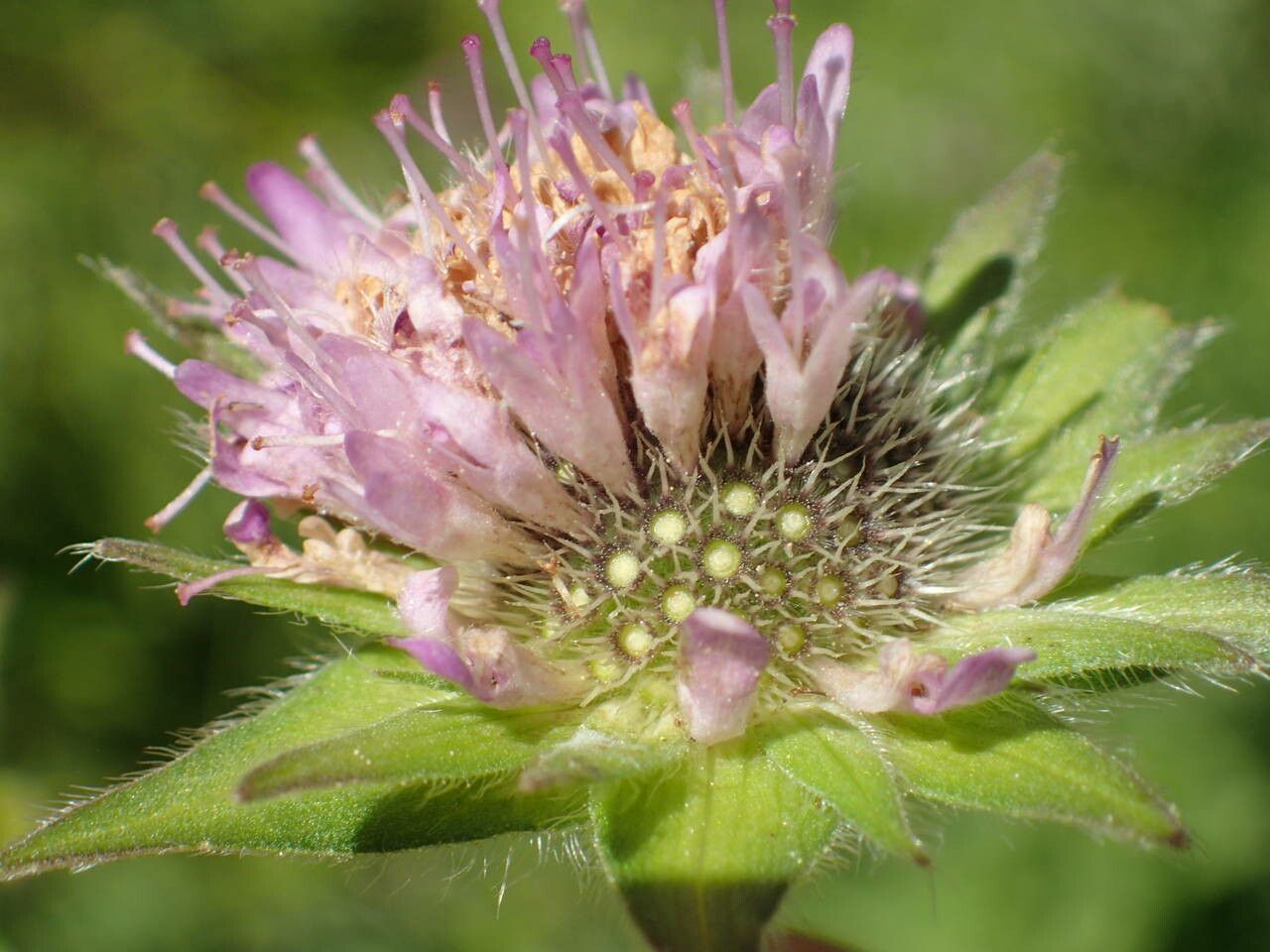 Knautia basaltica flower