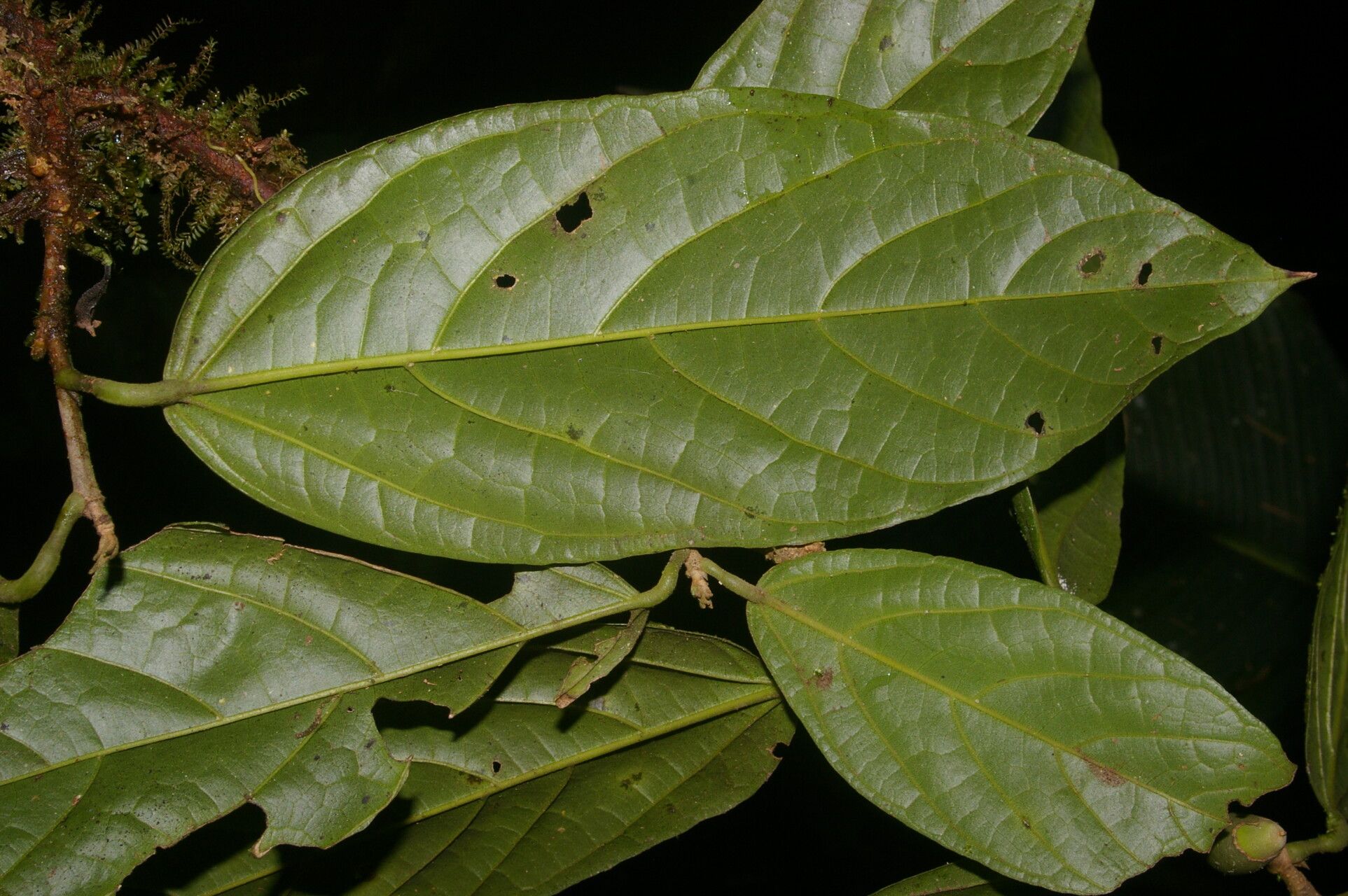 Quararibea nigrescens — search result for 'Quararibea'