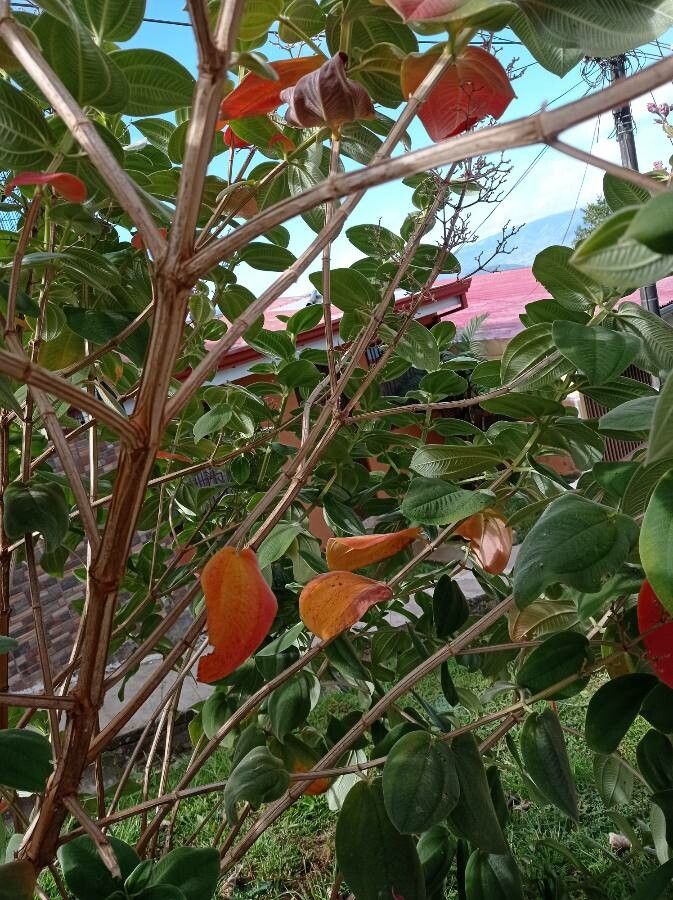 Tibouchina heteromalla bark