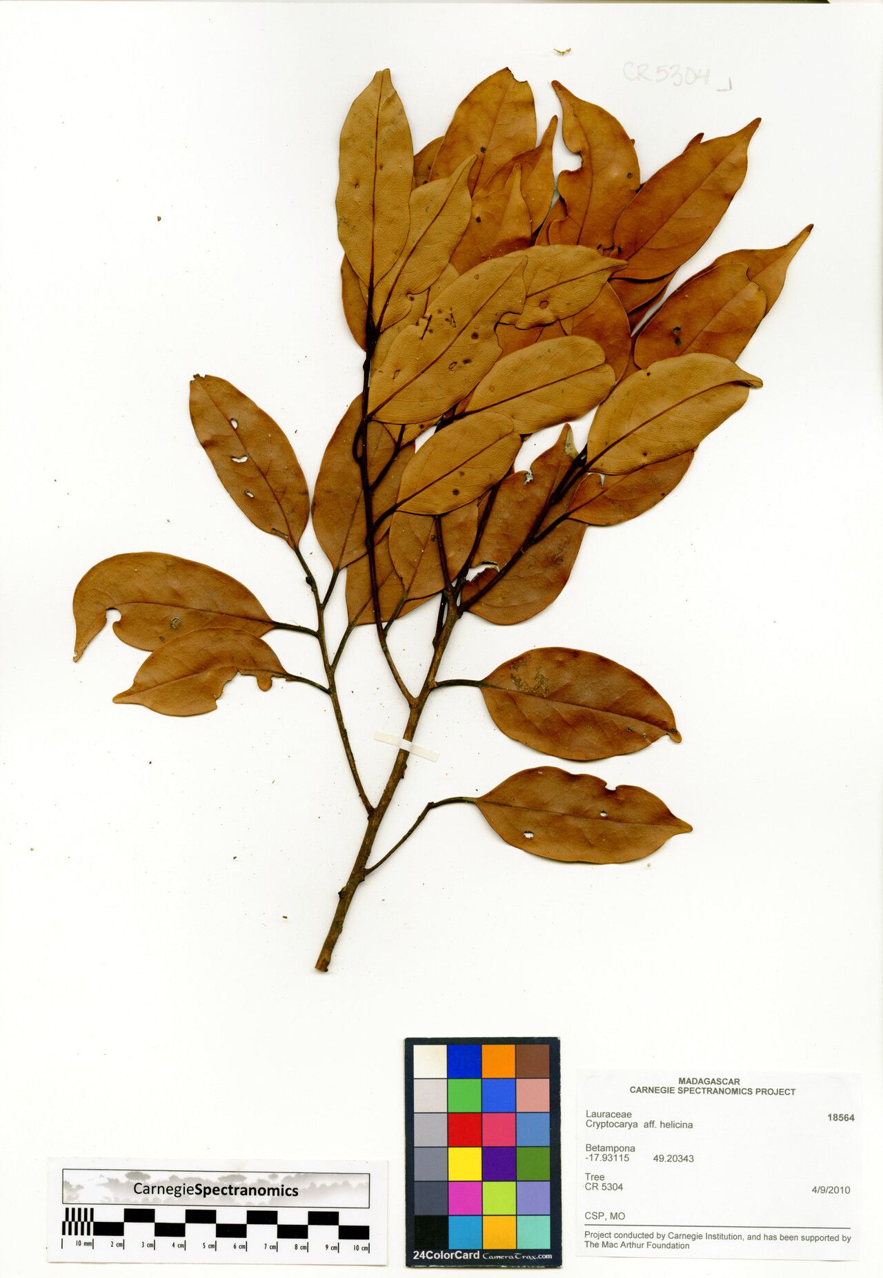 Cryptocarya helicina — houseplant care guide