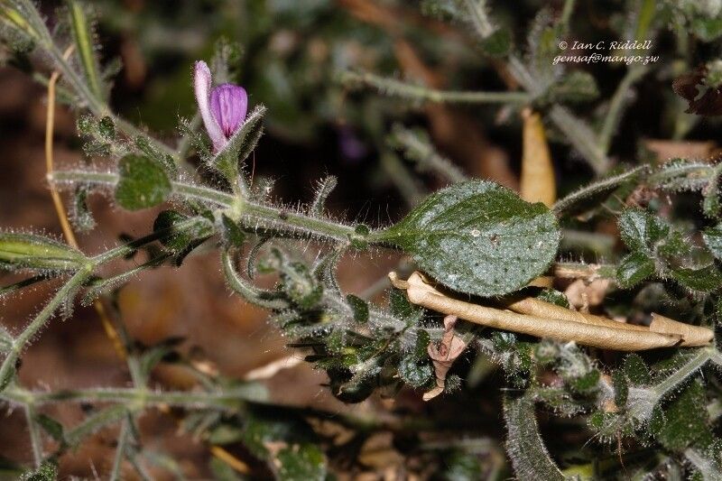 Brillantaisia pubescens — houseplant care guide