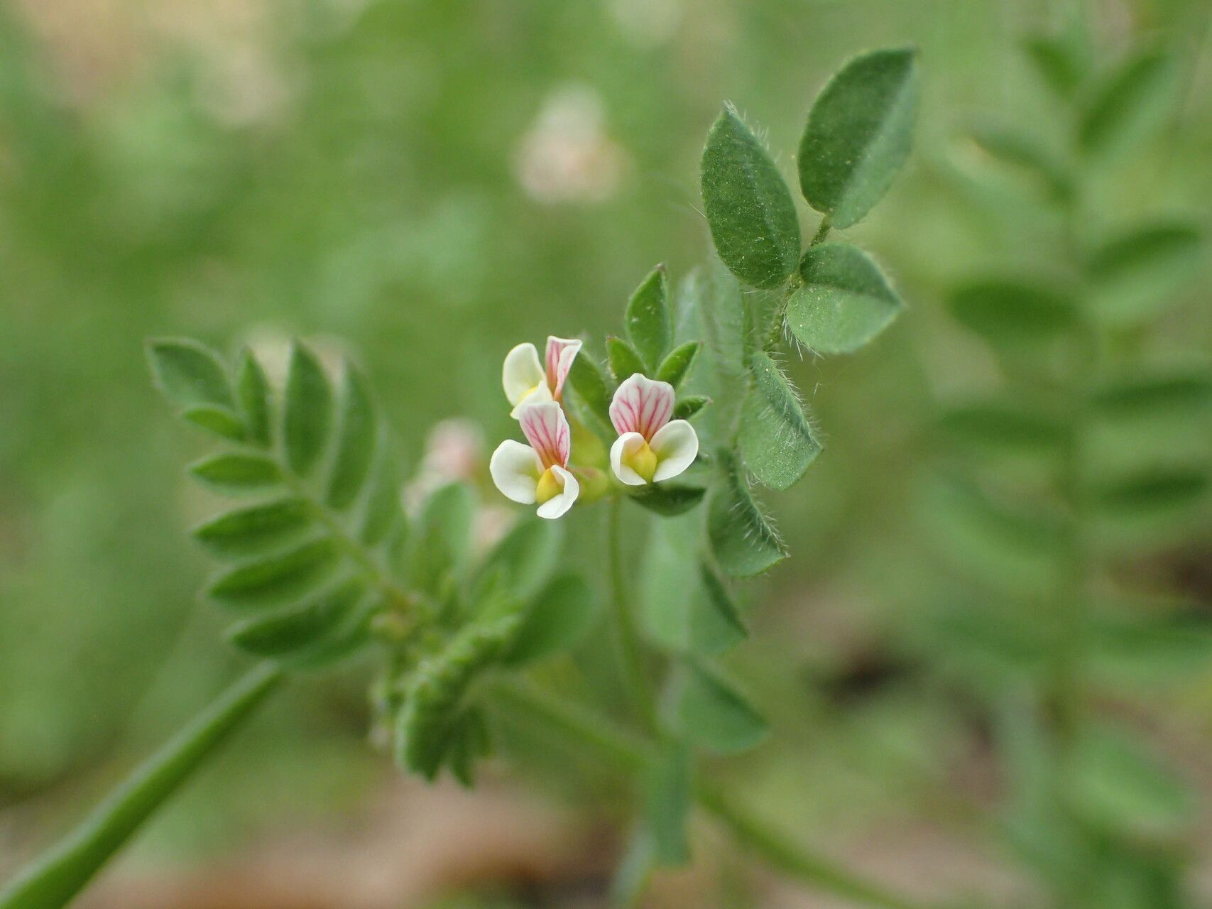 Ornithopus perpusillus flower
