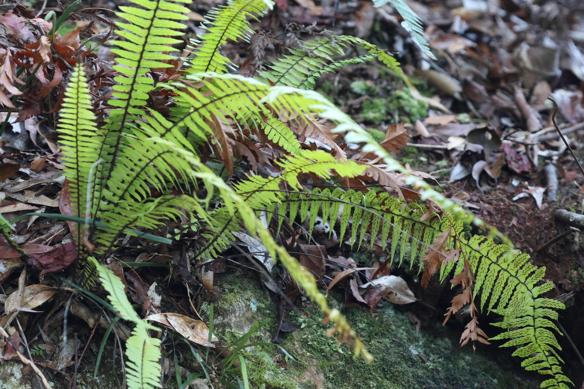 Asplenium pellucidum habit