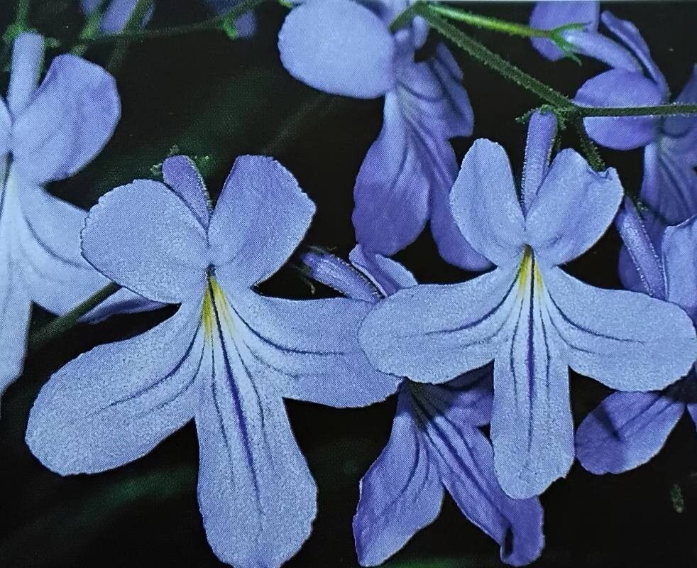 Streptocarpus baudertii