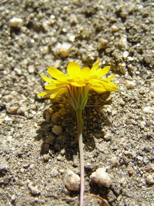 Pentachaeta aurea flower
