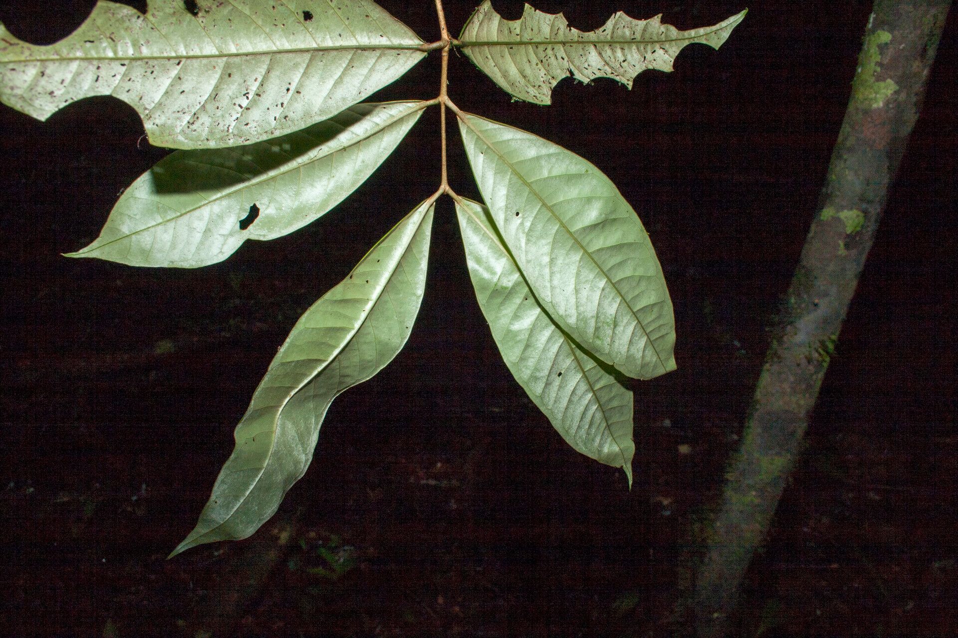 Eugenia argyrophylla leaf