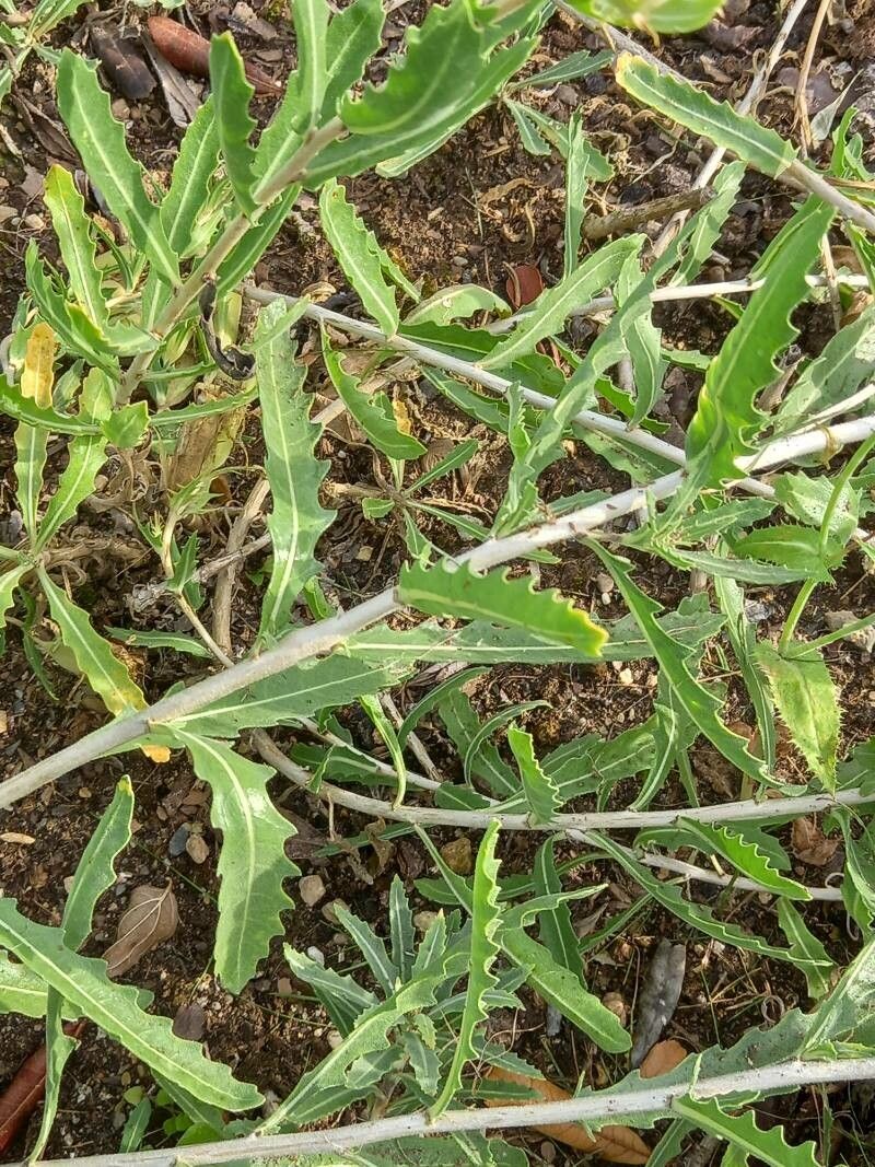 Mentzelia decapetala — houseplant care guide