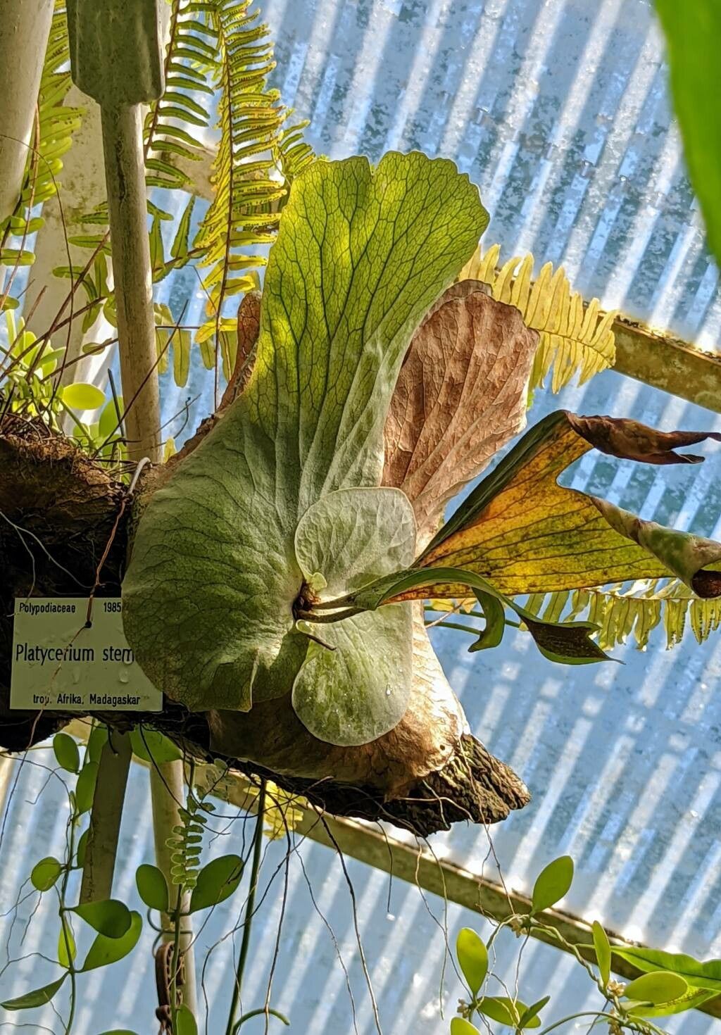 Platycerium stemaria leaf