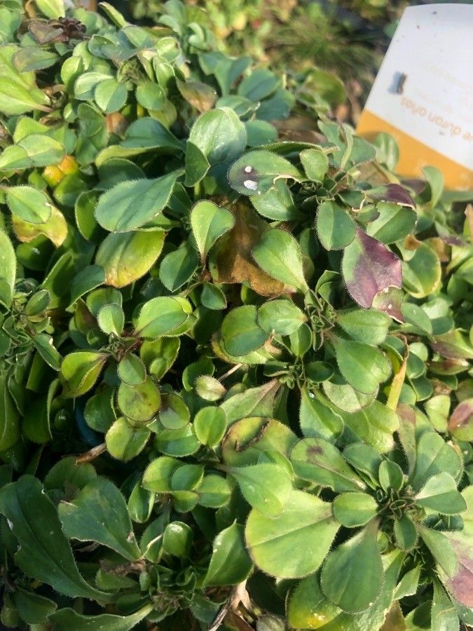 Gypsophila cerastoides — search result for 'Gypsophila'