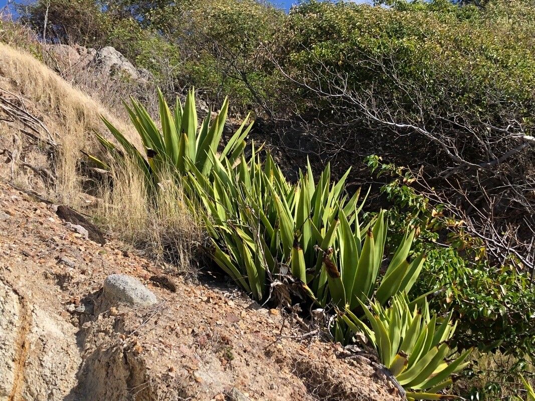 Agave caribaeicola — houseplant care guide