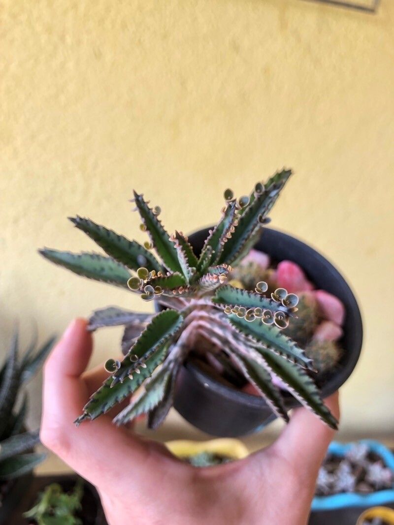 Bryophyllum × houghtonii bark