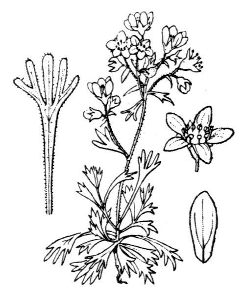 Saxifraga × obscura other