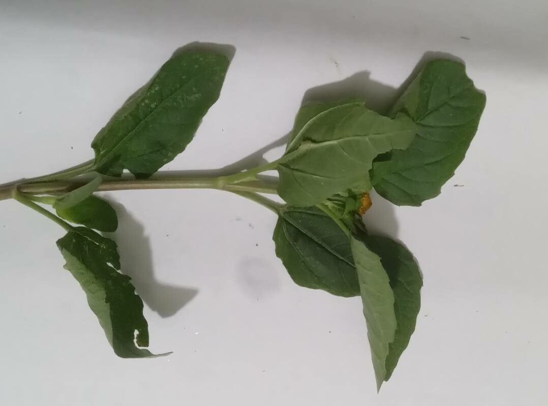 Acmella uliginosa bark