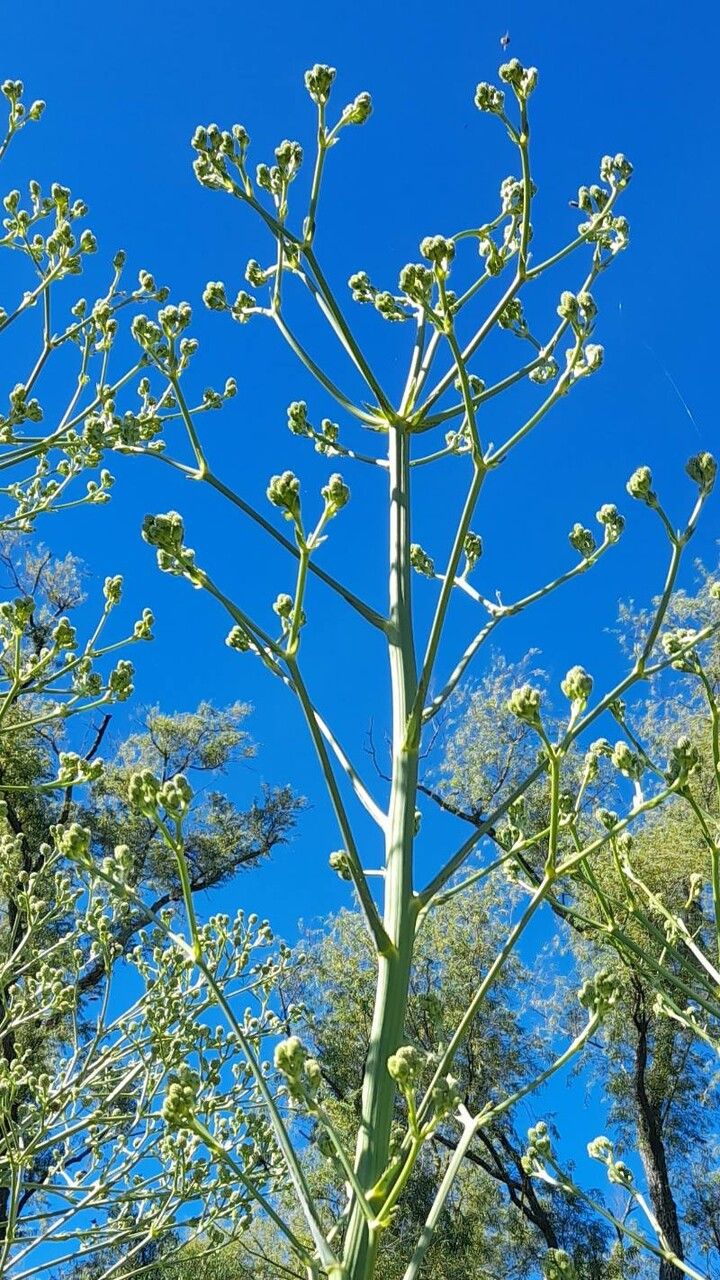 Eryngium pandanifolium flower