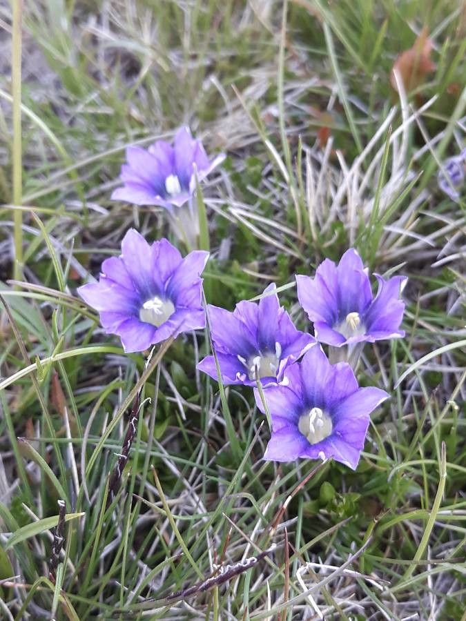 Gentiana pyrenaica flower