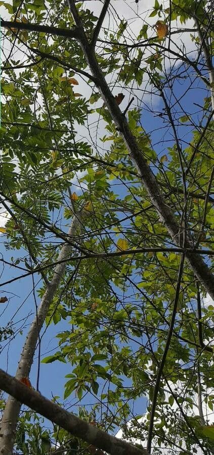 Zanthoxylum caribaeum bark