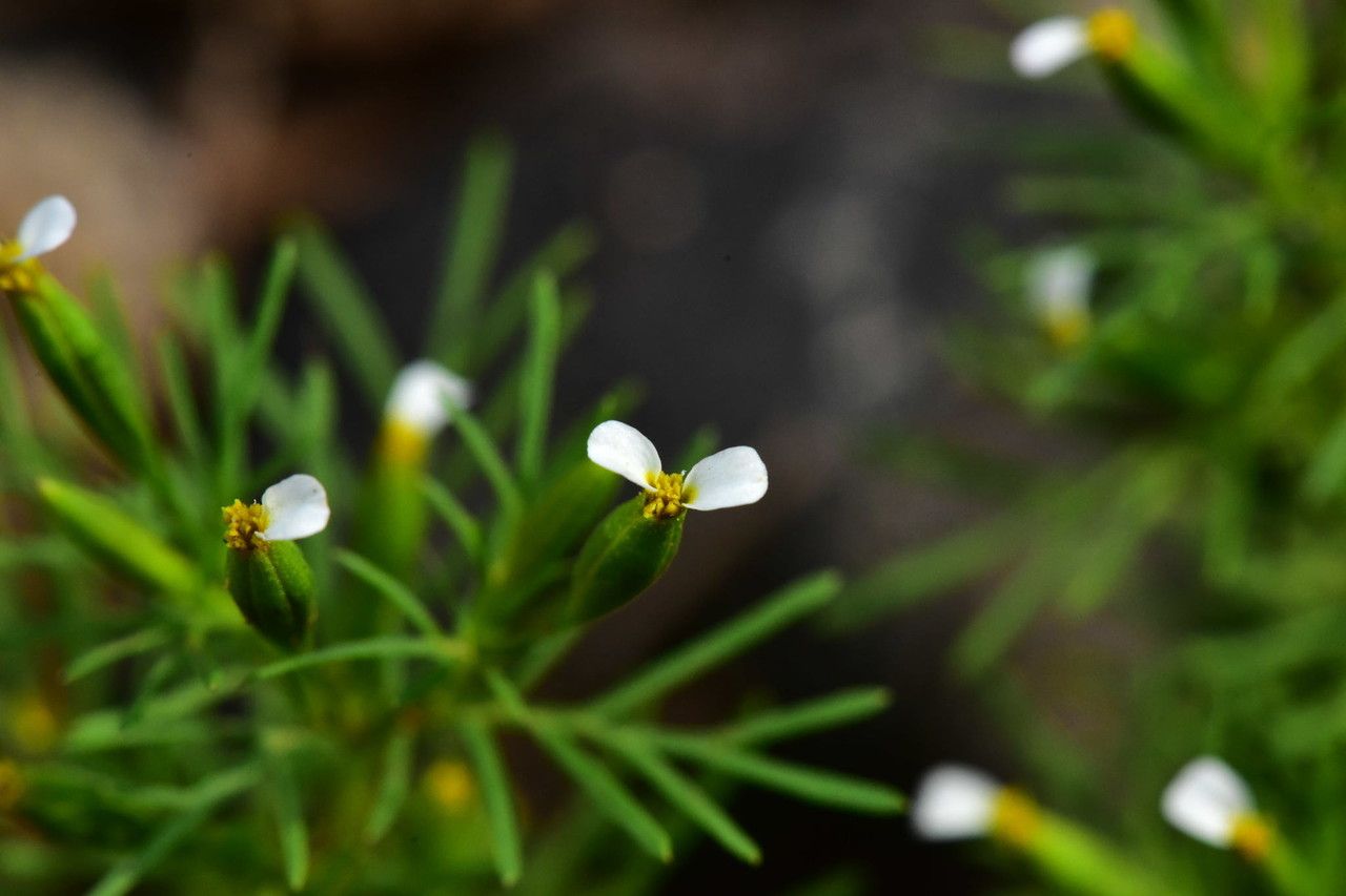 Tagetes micrantha flower