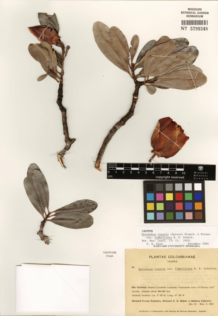 Moronobea riparia — related species from the same genus