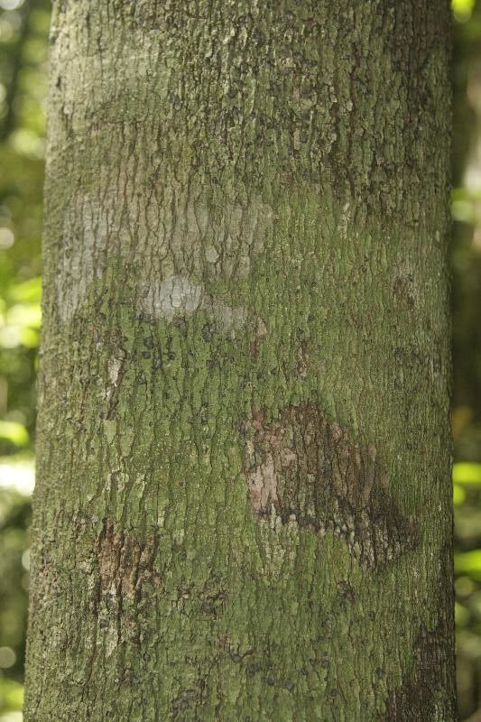 Pouteria laevigata — houseplant care guide